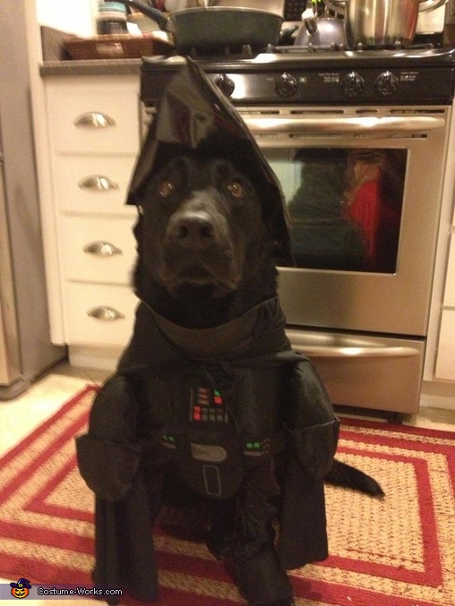 DIY Darth Vader Costume for Dogs | Best DIY Costumes