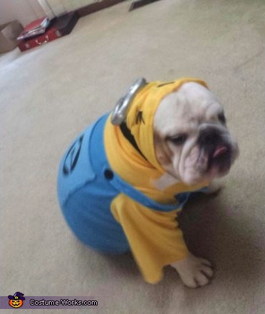 Bulldog Minion Costume