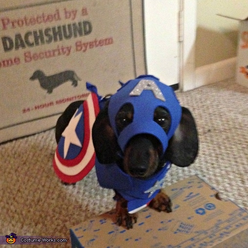 Captain America Dog Costume