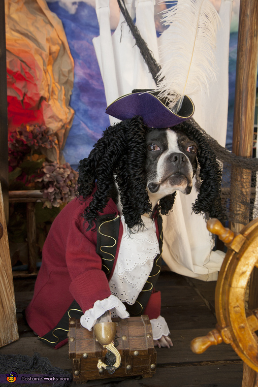 Captain Hook Boston Style Dog s Costume Coolest DIY Costumes