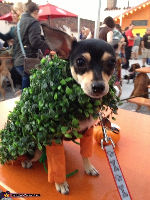 Chihuahua dog clearance costume