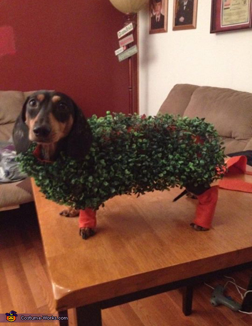 Chia Pet Costume