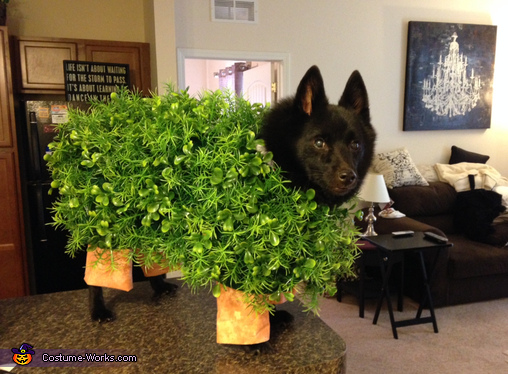 Chia Pet Dog Costume