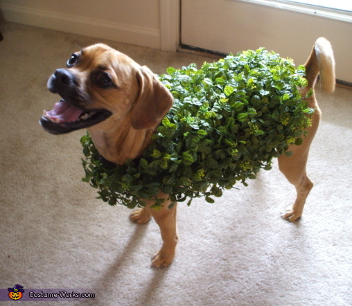 slinky dog pet costume