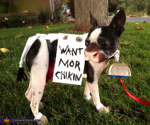 Chick-Fil-A Dog Costume