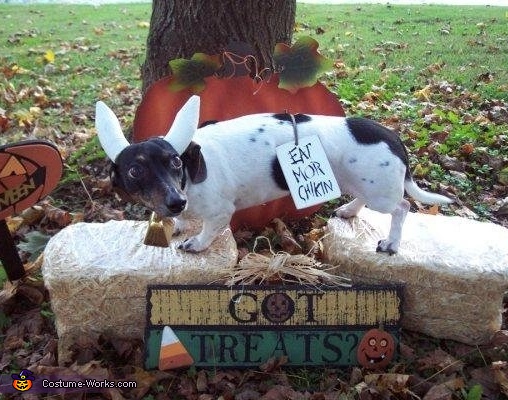 Chick-fil-A Cow Dog Costume DIY | Coolest DIY Costumes