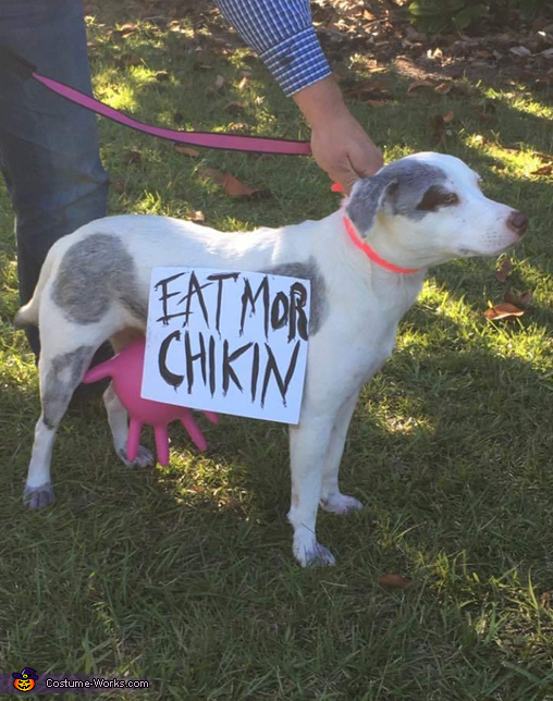 can dogs have chick fil a