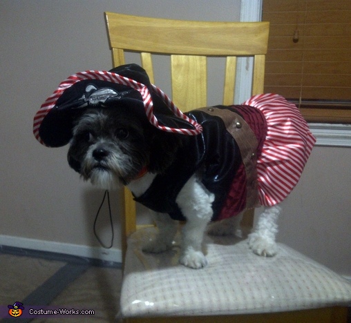 Dog Halloween Costume - Lady Pirate