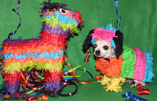 Chihuahua Pinata Costume