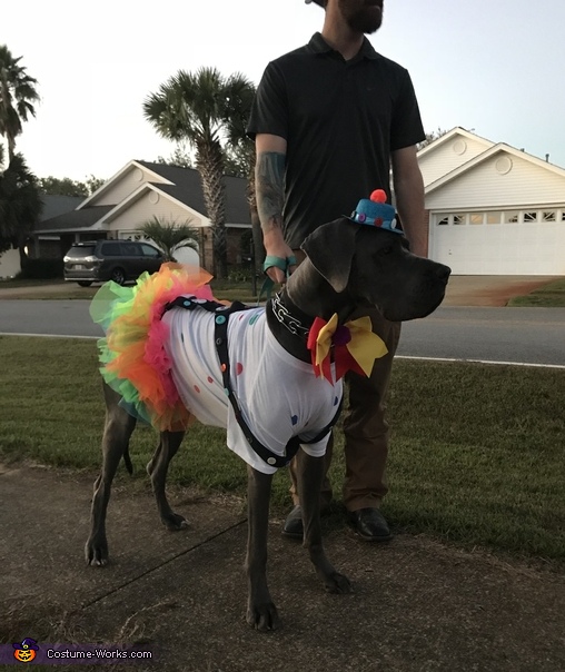 Clown Dog Costume