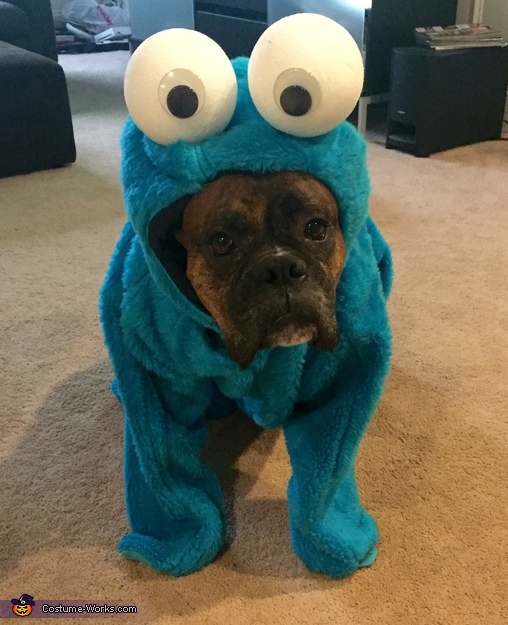 cookie monster dog outfit