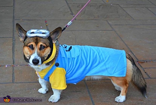 Minions, Despicable Me, Minion Dog Costume, Halloween Dog Costume 