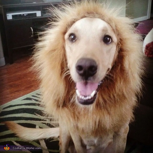 Cowardly Lion Dog Costume