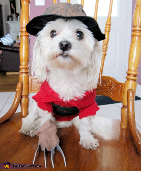 Maltese hotsell dog costumes