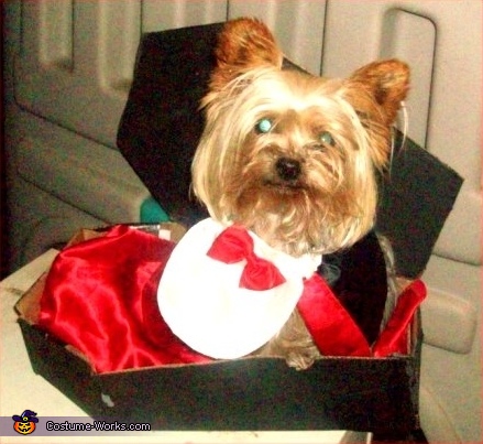 Dog in a Coffin   Costume