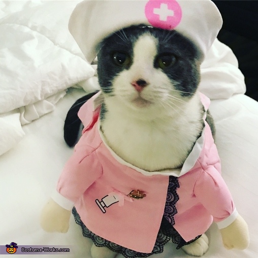 DivaKat Cat Nurse Costume | Last Minute Costume Ideas