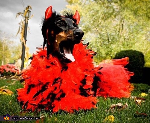 DoberDevil Dog Costume