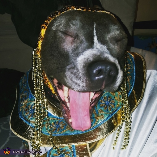 Dog of the Nile Costume