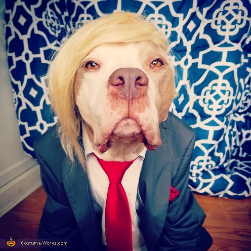 Donald Trump Dog Costume