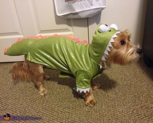 Dragon Dog Costume