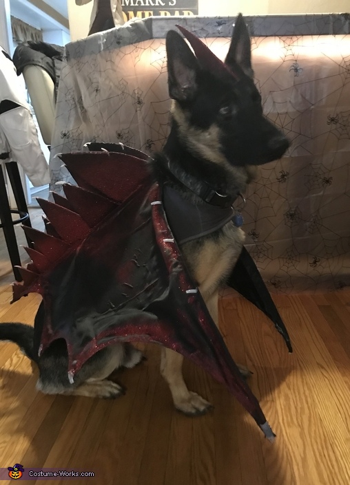 Dragon Dog Costume | DIY Costumes Under $45