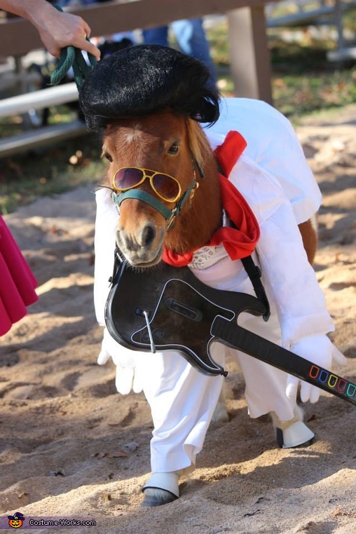 Elvis - Halloween Costume Ideas for Pets | Unique DIY Costumes