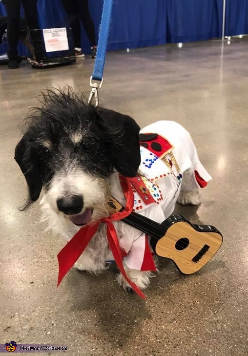 Elvis Dog Costume How to Tutorial