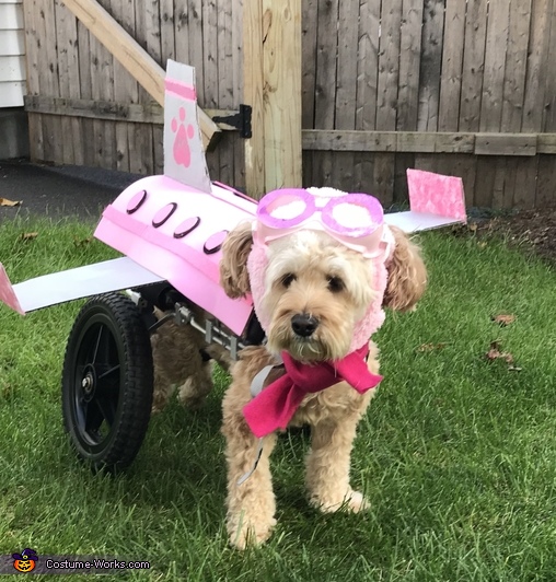 Flying Dog Costume
