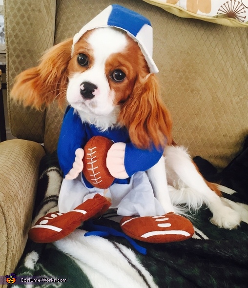 Dog Costume Football Player Athlete Jock Jersey Choose Blue or Red (Size 2  Red) 