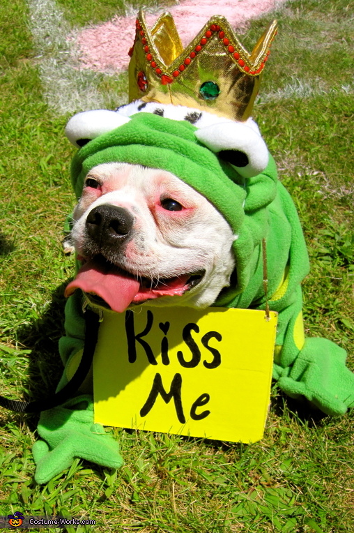 frog costumes for dogs