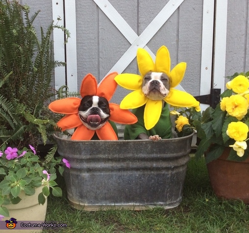 Dog shop flower costume