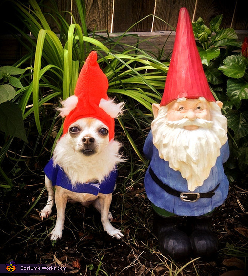 Download Garden Gnome Dog Costume