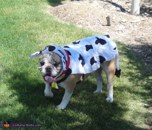  Cow Costume