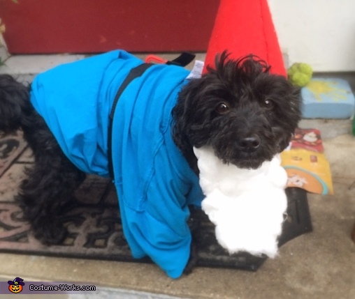 Gnome Dog Costume