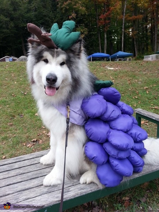 Grape Jelly DIY Costume for Dogs Creative DIY Costumes