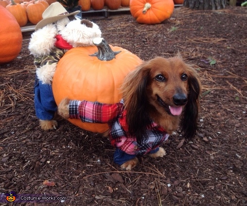 Halloween Dog Costumes Pumpkin Carrying Funny Dog Costume Fancy