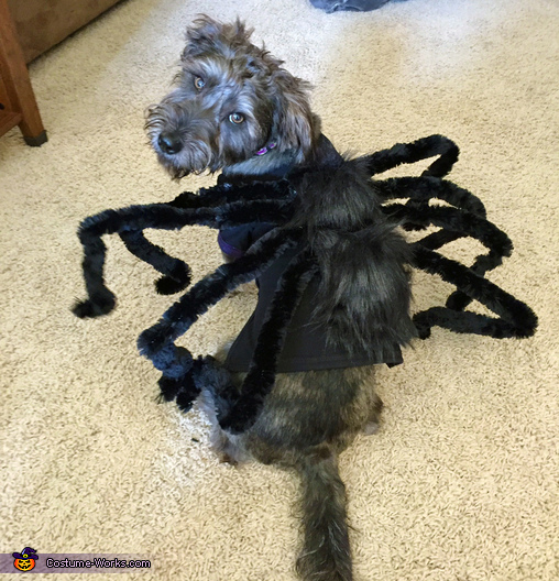 Griffin the Spooky Spider Costume