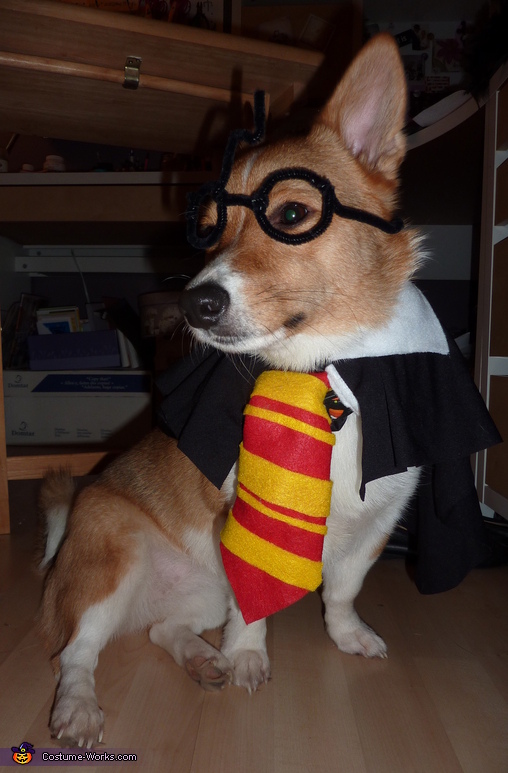 Gryffincorg! Costume