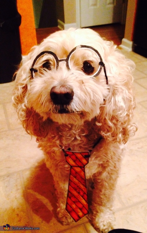 Hairy Harry Potter Dog Costume