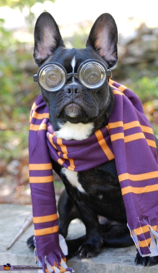 Hairy Potter Costume
