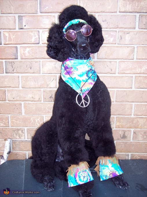 Happy Hippies - Costume Ideas for Pets | DIY Costumes Under $25 - Photo 2/3