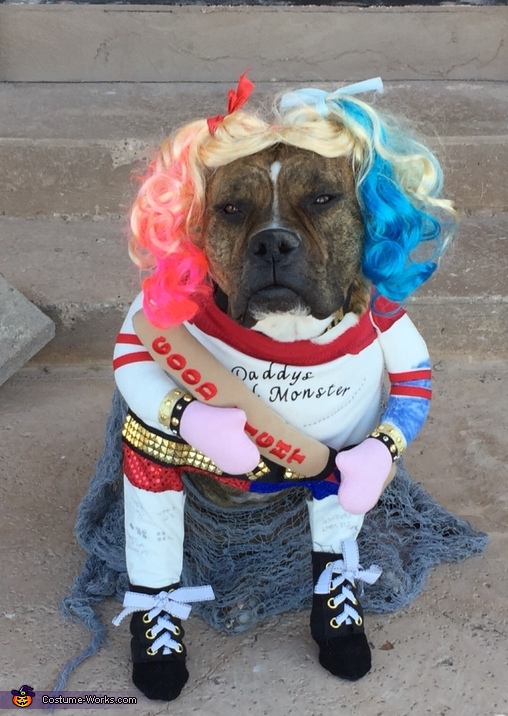 Boxer Dog Costume  Halloween Dog Costumes