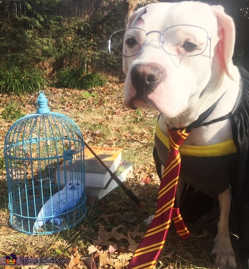 Harry Potter Dog Costume