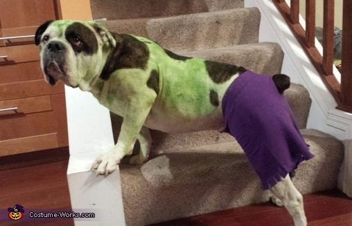 Hulk Dog Costume
