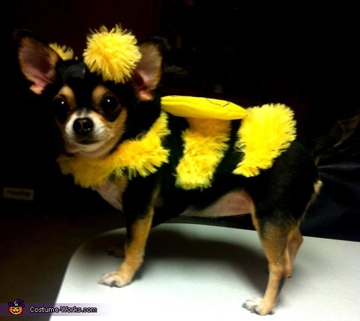Killer Bee Costume