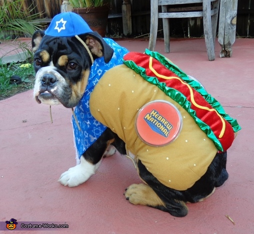 thanksgiving dog costume