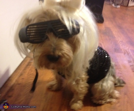Lady Gaga Dog Costume