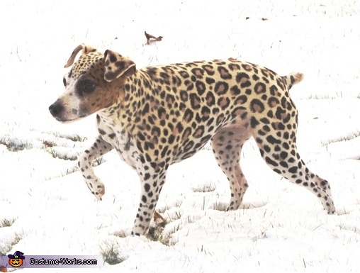 Leopard Dog Costume