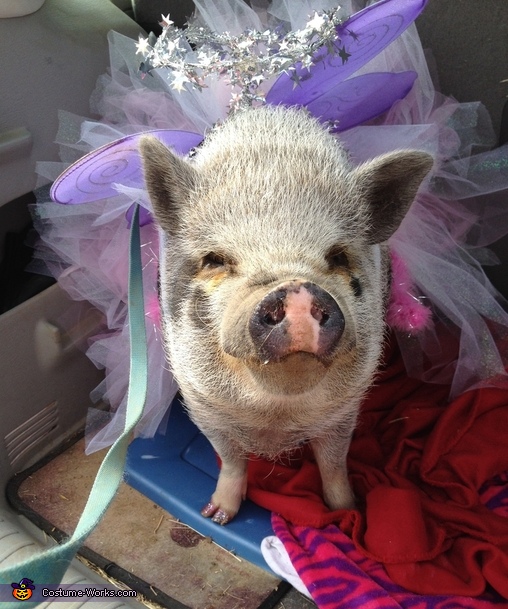 Leroy the Angel Pig - Halloween Costumes for Pets | Mind Blowing DIY ...