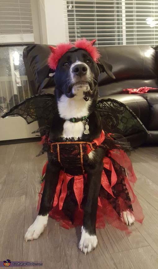 Lil Devil Puppy Costume